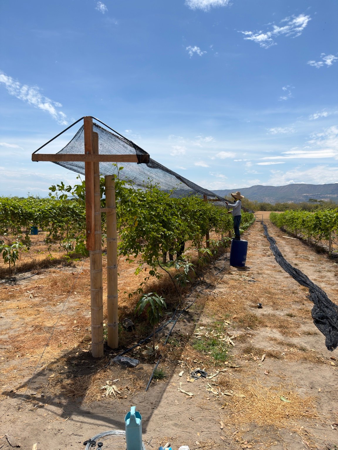 Vista de cultivos en la finca FRUCAC