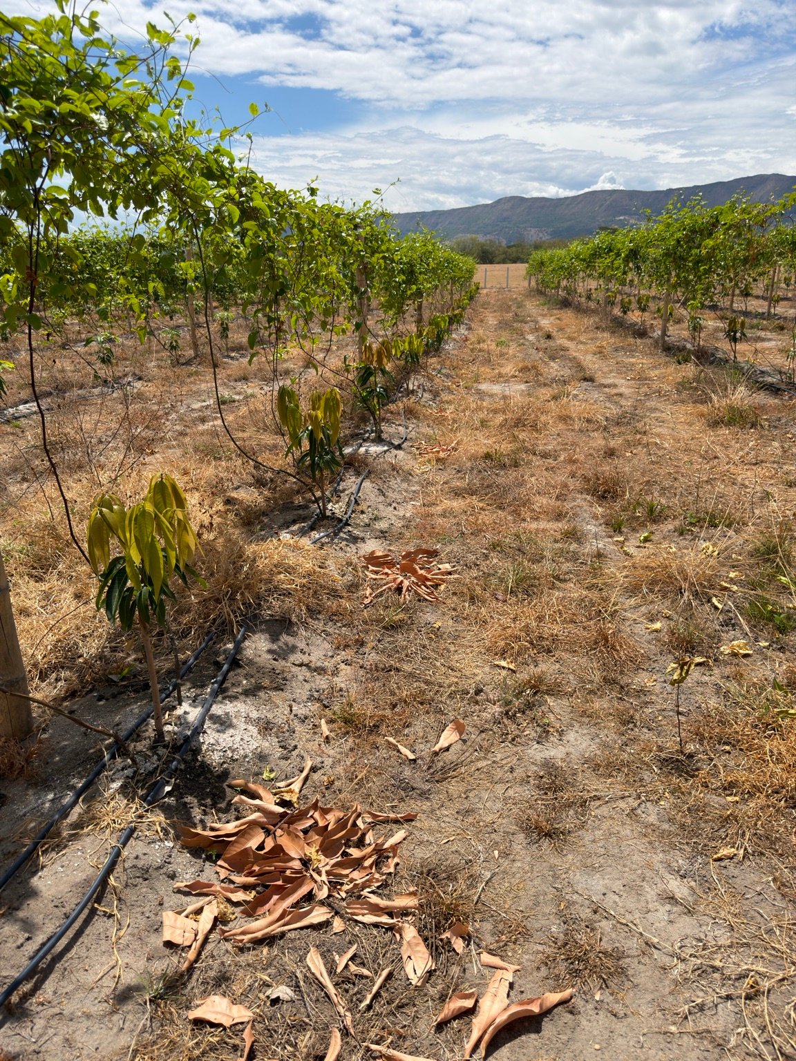 Proyecto agrícola FRUCAC