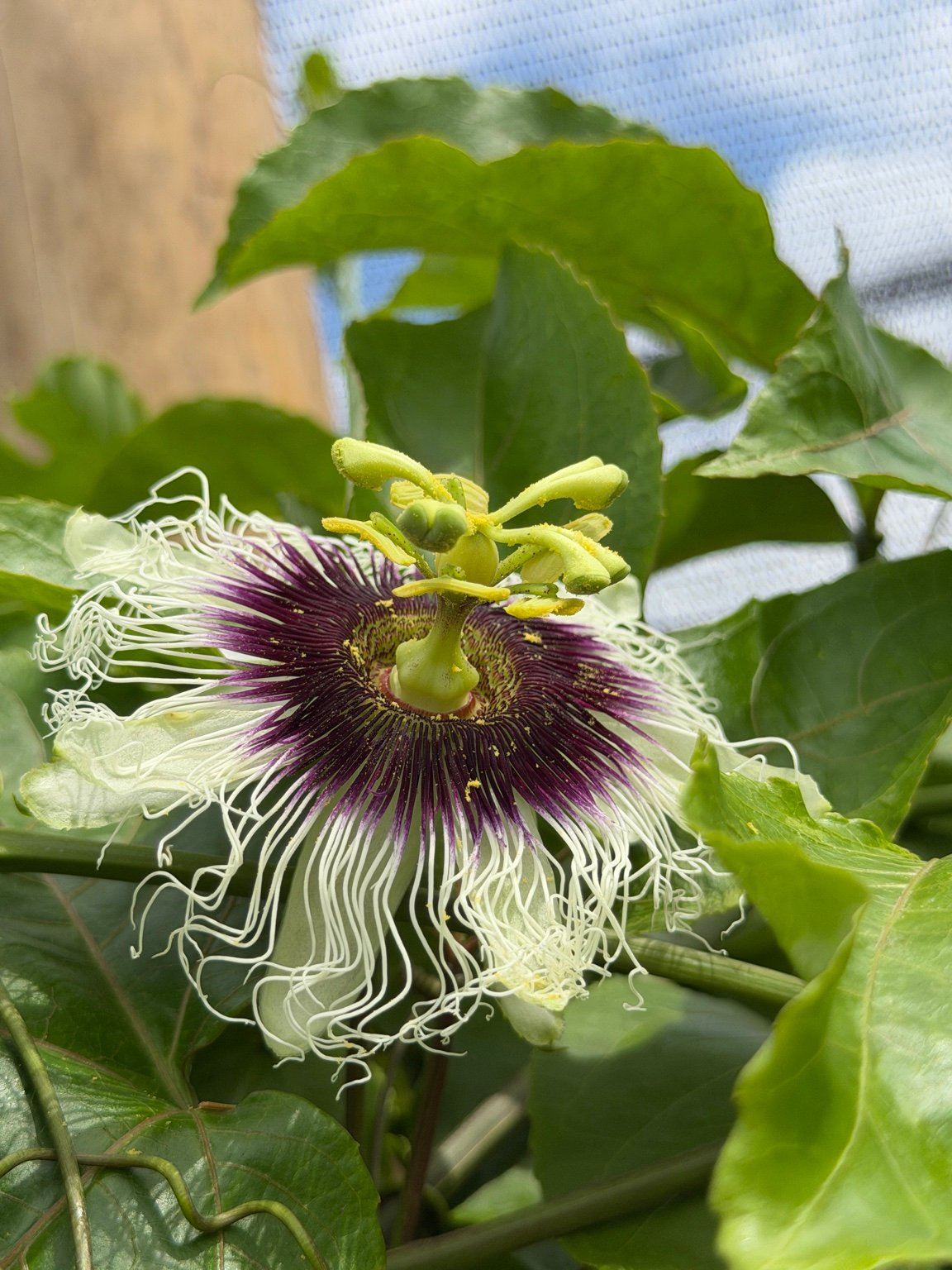 Flor de maracuyá en cultivo FRUCAC